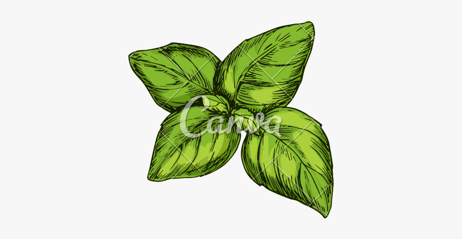 Drawn Foliage Leaf Icon - Spice, Transparent Clipart