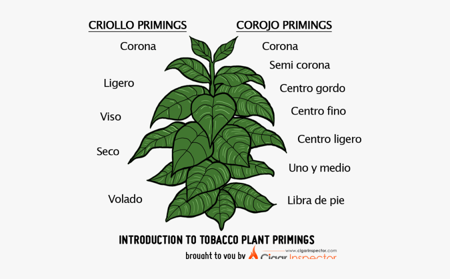 Easy Tobacco Plant Drawing, Transparent Clipart