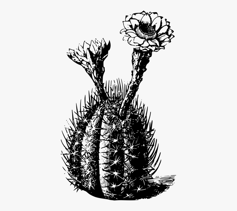 Cactus, Flora, Flower, Plant, Spine, Spiny - Cactus Black And White Transparent, Transparent Clipart