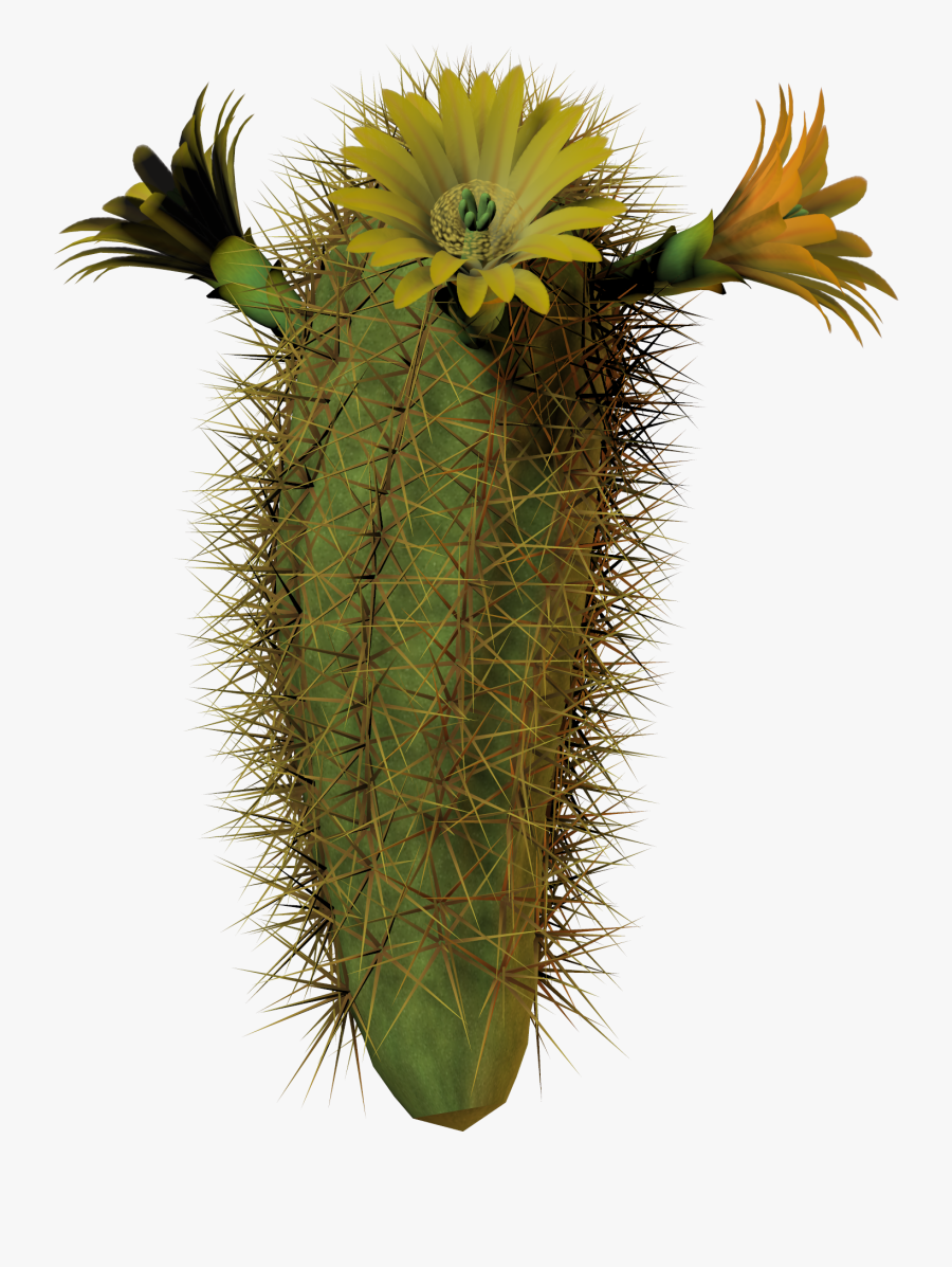 Cactus Flower Tall By Equi - Cactus With Flower Png, Transparent Clipart
