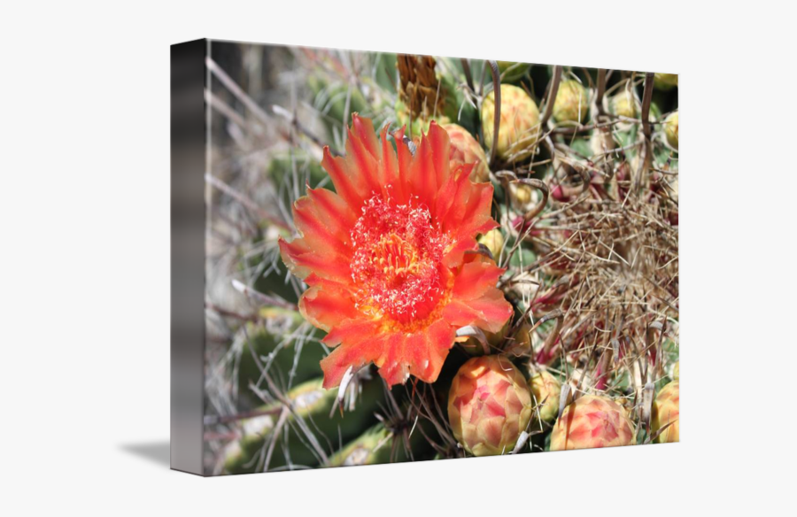 Clip Art Flowering Cacti - Hedgehog Cactus, Transparent Clipart