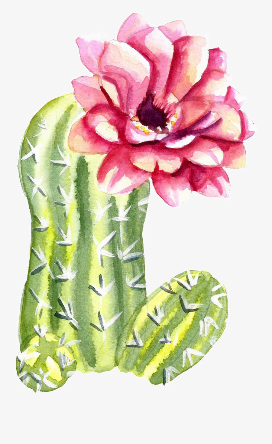 Green Watercolor Hand Painted Cactus Flower Transparent - Flower Cactus Watercolor Png, Transparent Clipart
