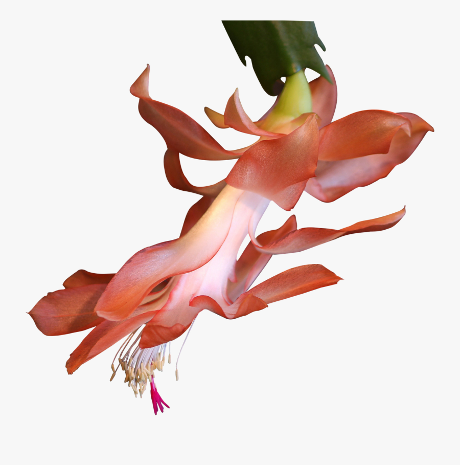 Png Clipping Graphics Free Picture - Portable Network Graphics, Transparent Clipart