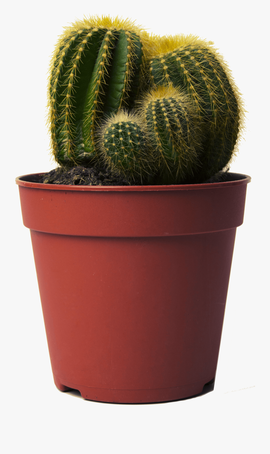 Clip Art Flowering Cacti - Cactus In Pot Png, Transparent Clipart
