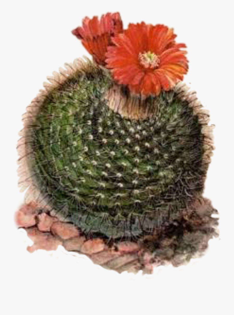 #cactus #cactusflower - Vintage Cactus Print, Transparent Clipart