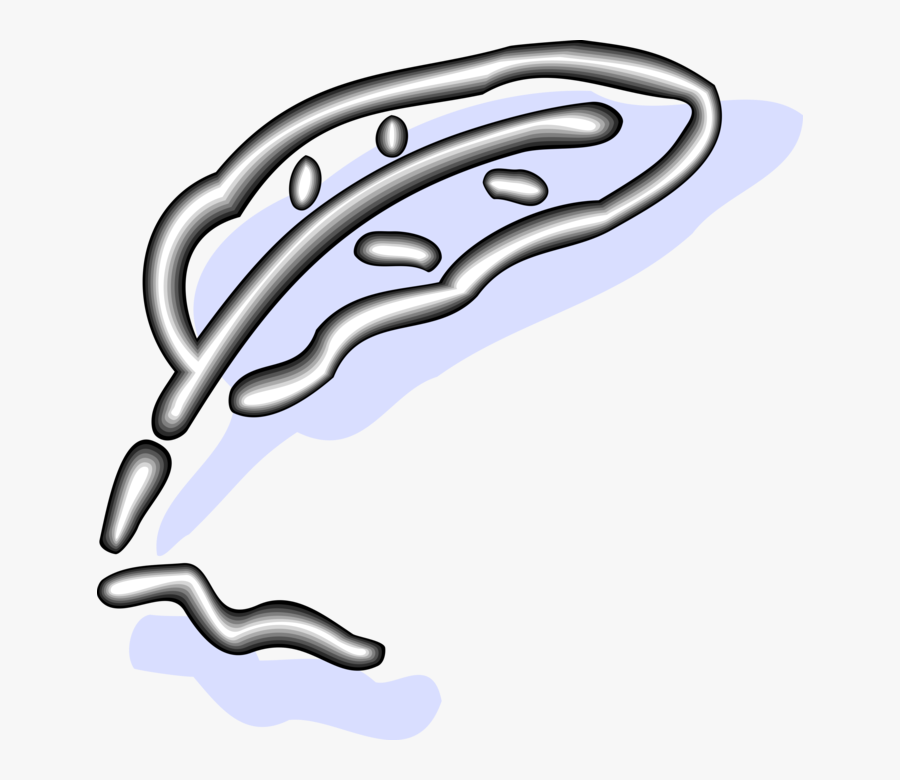 Vector Illustration Of Feather Quill Pen Writing Instrument, Transparent Clipart