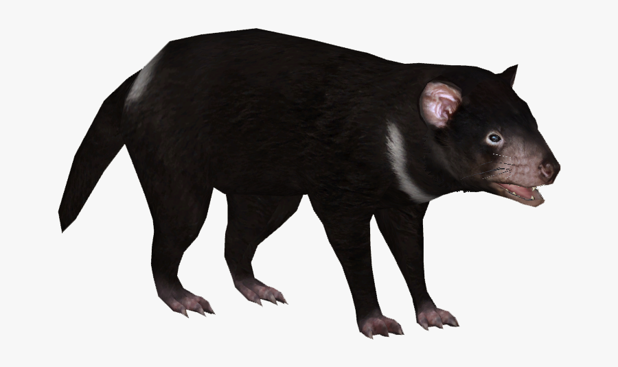 Karyotype Of A Tasmanian Devil, Transparent Clipart