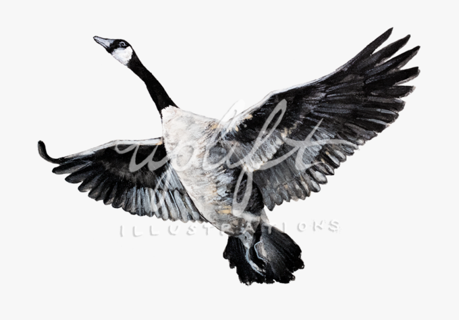 Goose - Canada Goose, Transparent Clipart