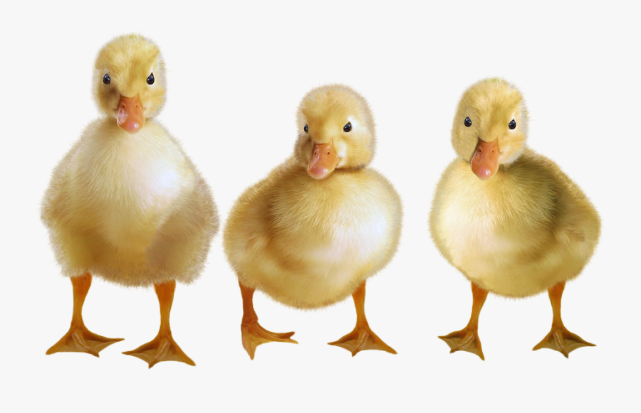 Ducklings Png, Transparent Clipart
