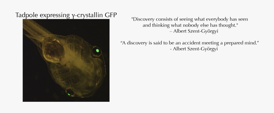 Blowfish, Transparent Clipart