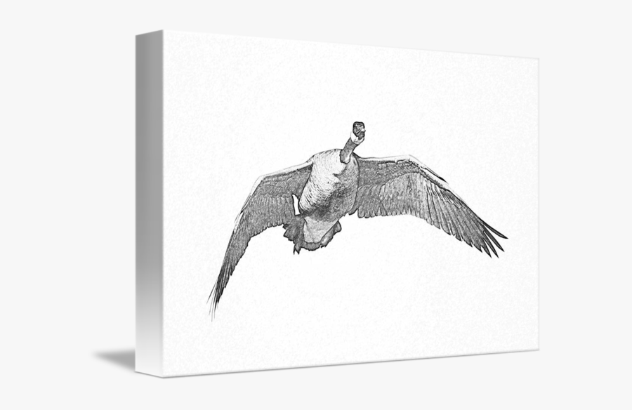 Canada Goose Drawing, Transparent Clipart