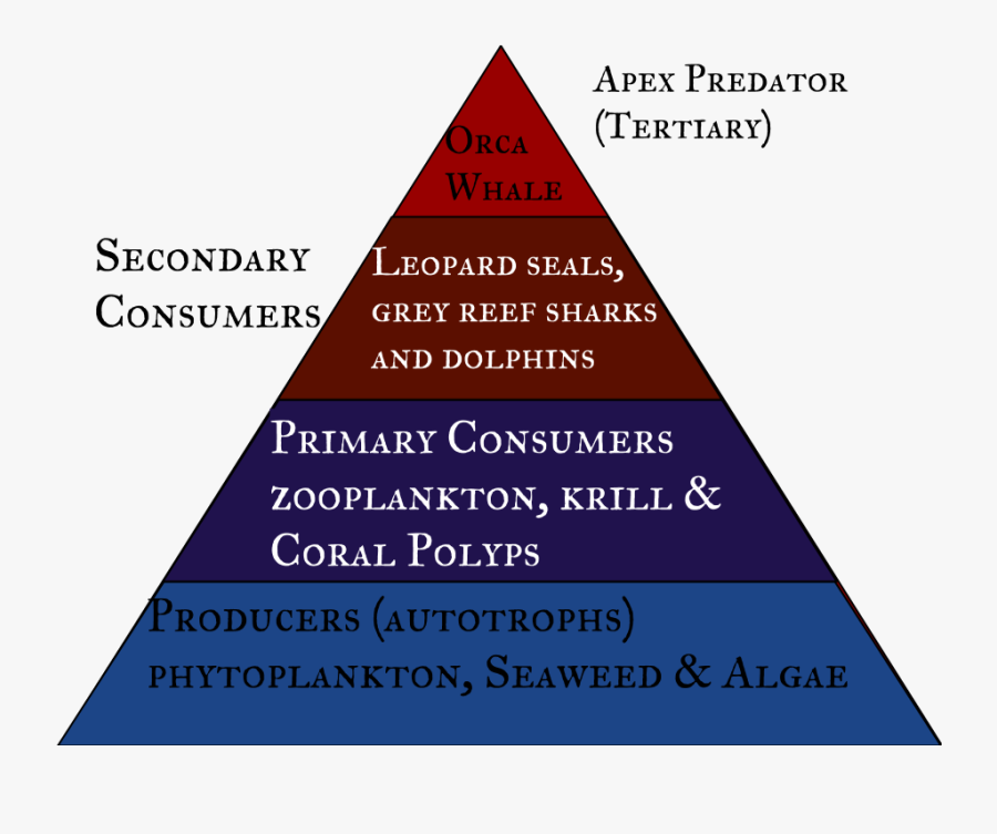 Energy Pyramid Apex Predators, Transparent Clipart