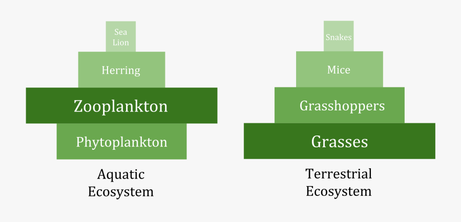 Pyramid Of Biomass Phytoplankton, Transparent Clipart