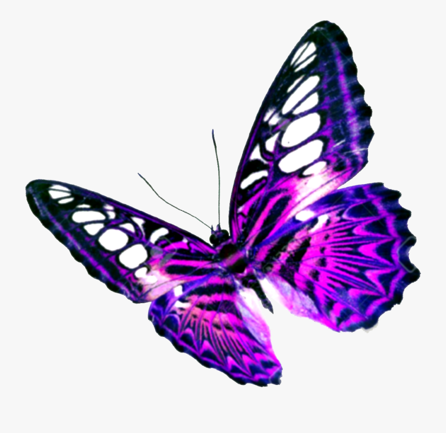 Transparent Background Butterfly Clipart Png, Transparent Clipart