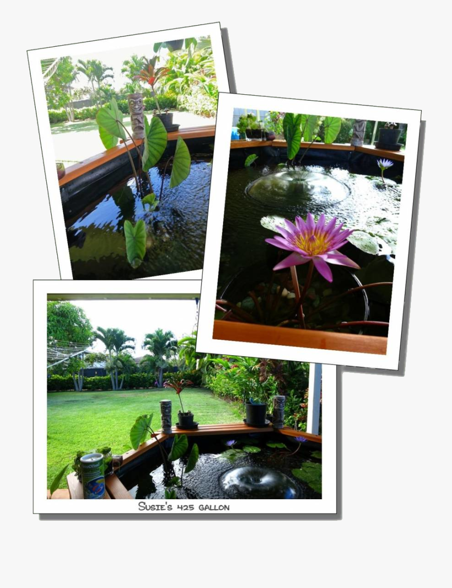 Susie 425 Gal 3 1410206463 Large - Water Lily, Transparent Clipart