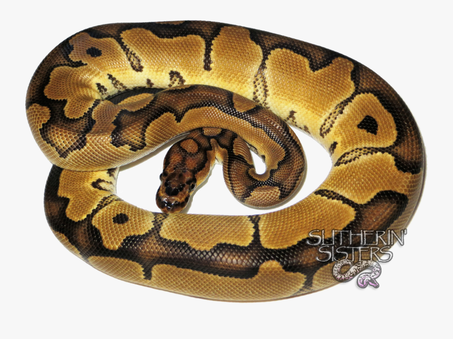 Ball Python Full Size Clipart - Serpent, Transparent Clipart