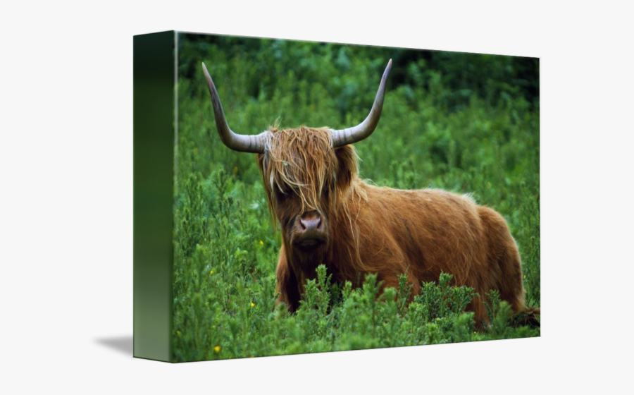 Transparent Two Cows Clipart - Bull, Transparent Clipart