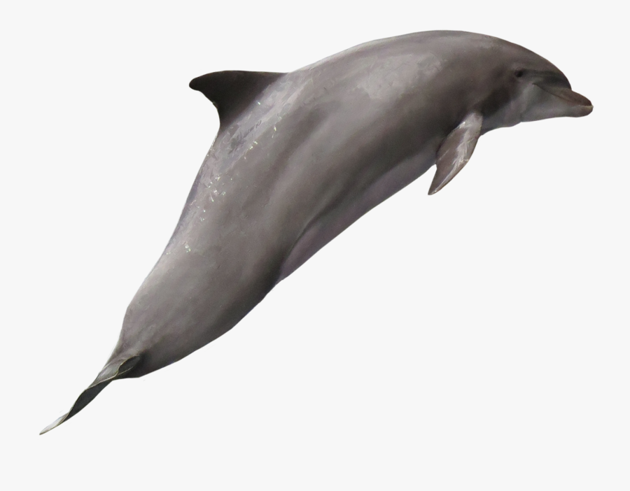 Delphin Transparent, Transparent Clipart