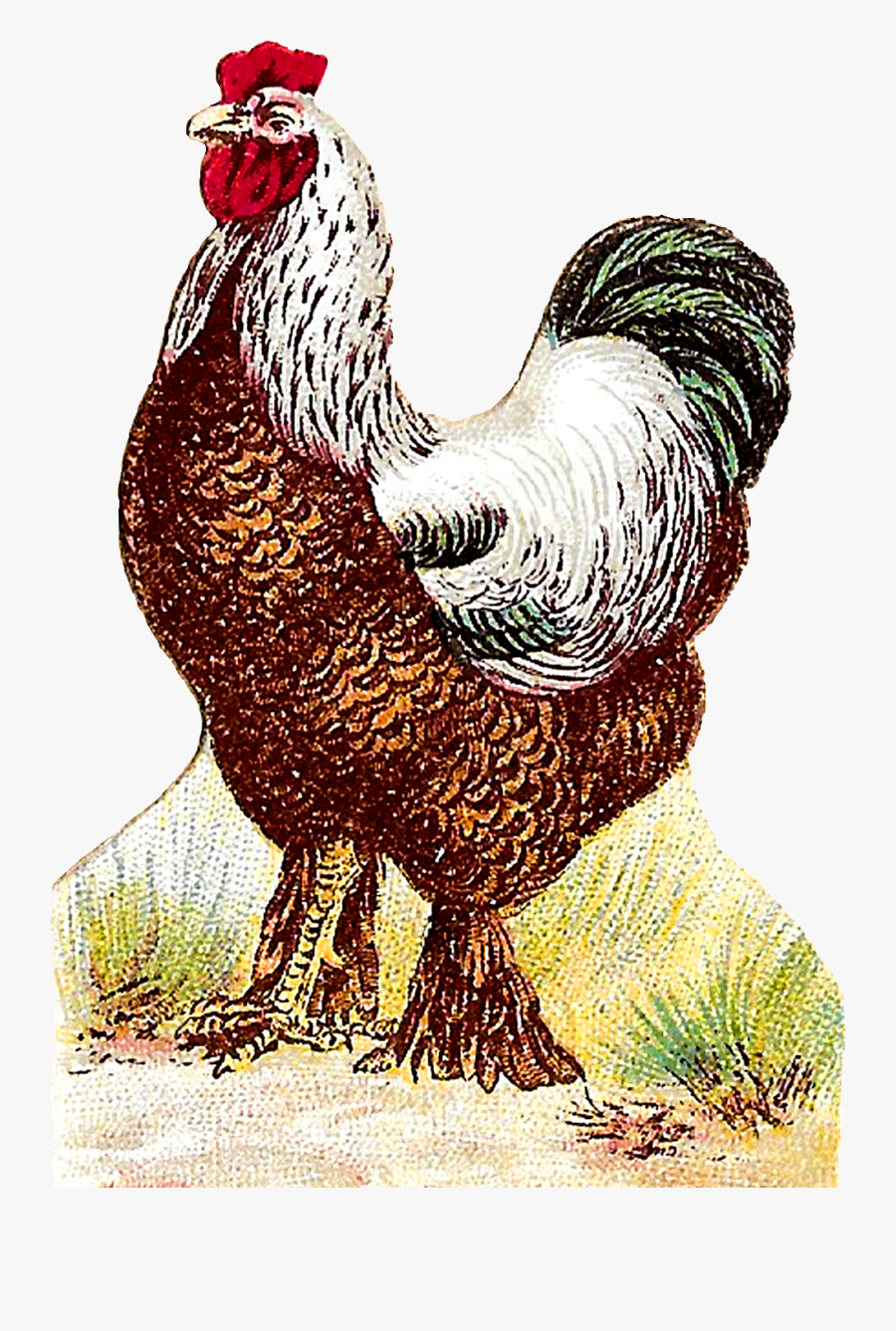 Rooster, Transparent Clipart
