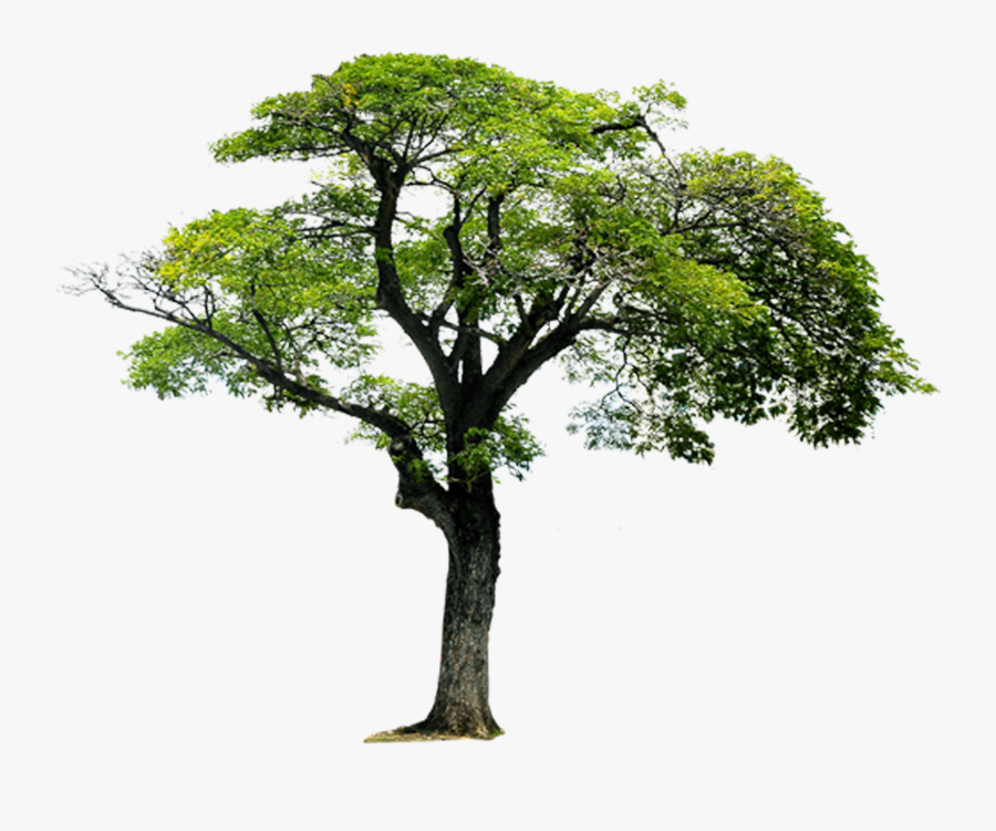 Деревьев в целях их. Природа деревья. Степенное дерево. Иберийский дуб. Милорн дерево.