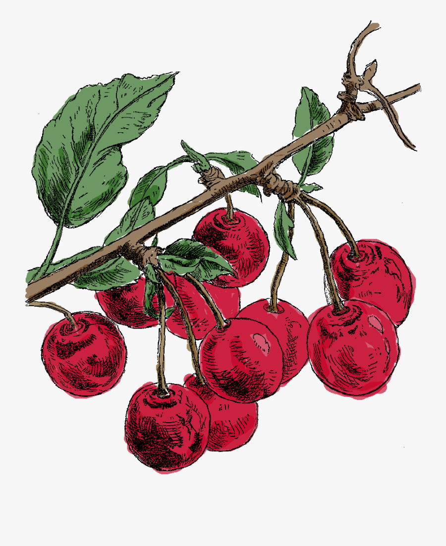 Cherry Tree Illustration Fruit Image - Japanese Camellia, Transparent Clipart