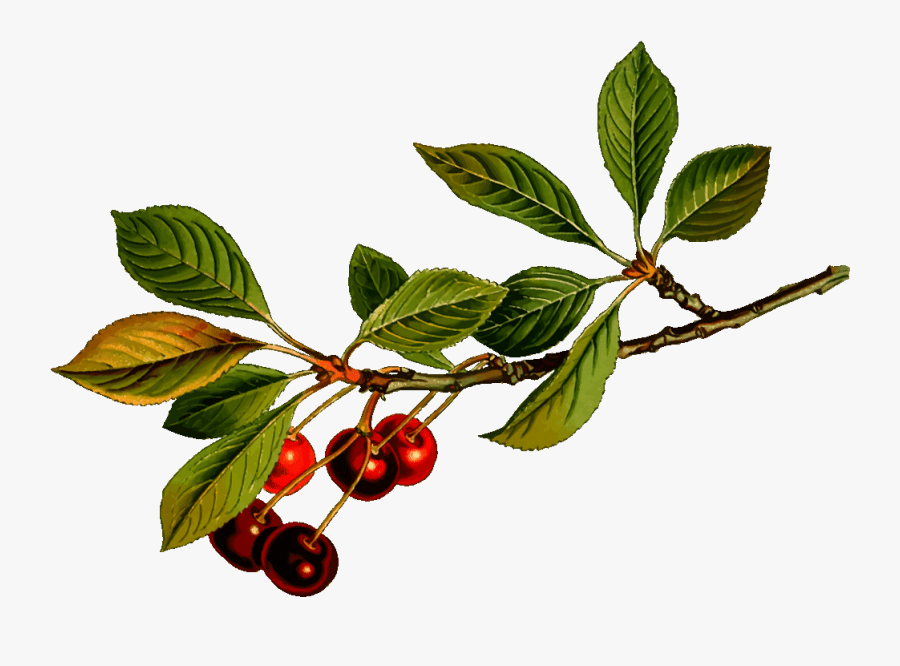 Cherry Tree Clip Art Free - Cherry Fruit Branch Png, Transparent Clipart