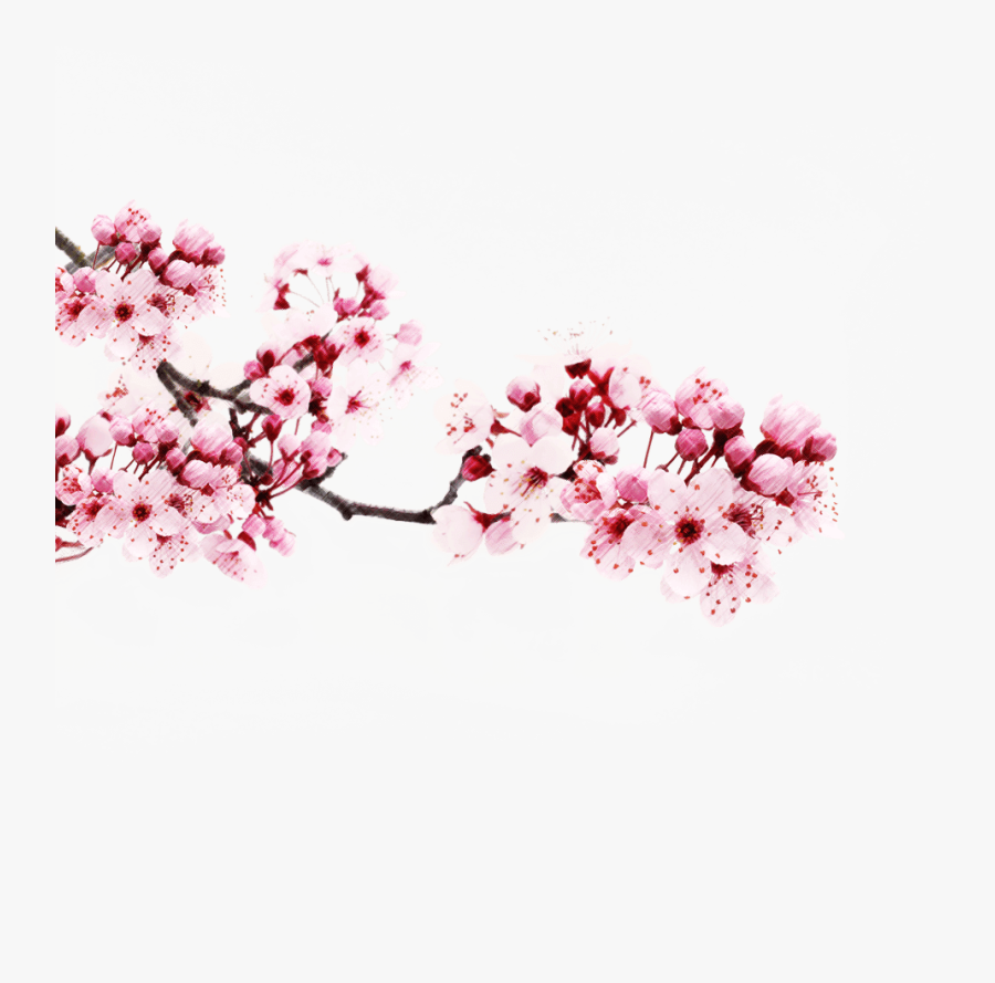 Transparent Cherry Blossom Clipart - Transparent Sakura Branch Png, Transparent Clipart