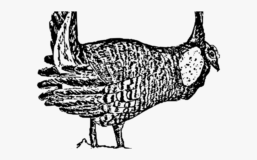 Greater Prairie Chicken Clipart, Transparent Clipart