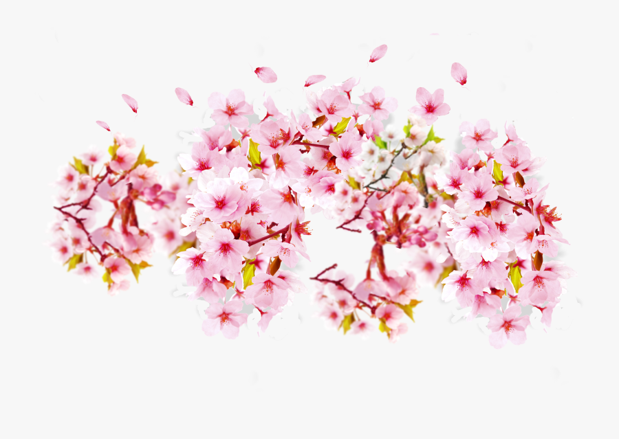 Transparent Cherry Blossom Png, Transparent Clipart