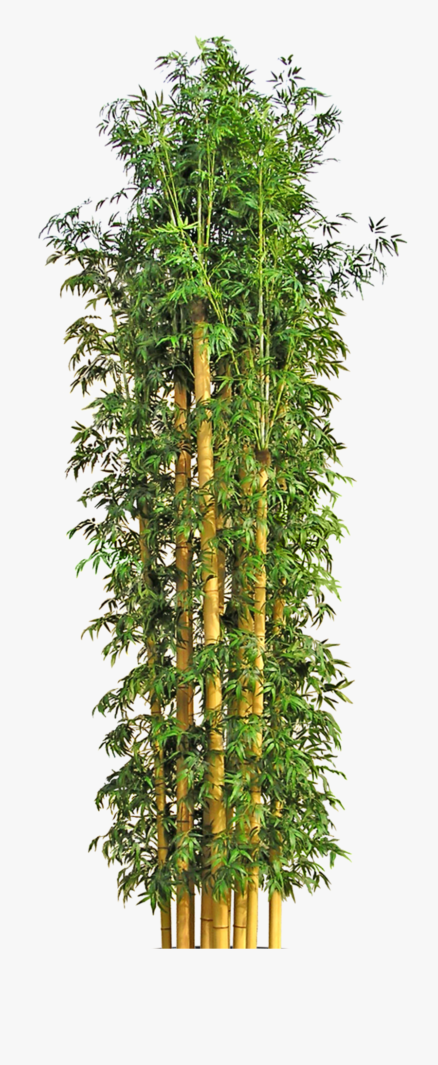 Bamboo Flowerpot Tree Hd Image Free Png Clipart - Bamboo Plant Png, Transparent Clipart