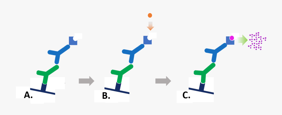 Colorimetricstep - Graphic Design, Transparent Clipart