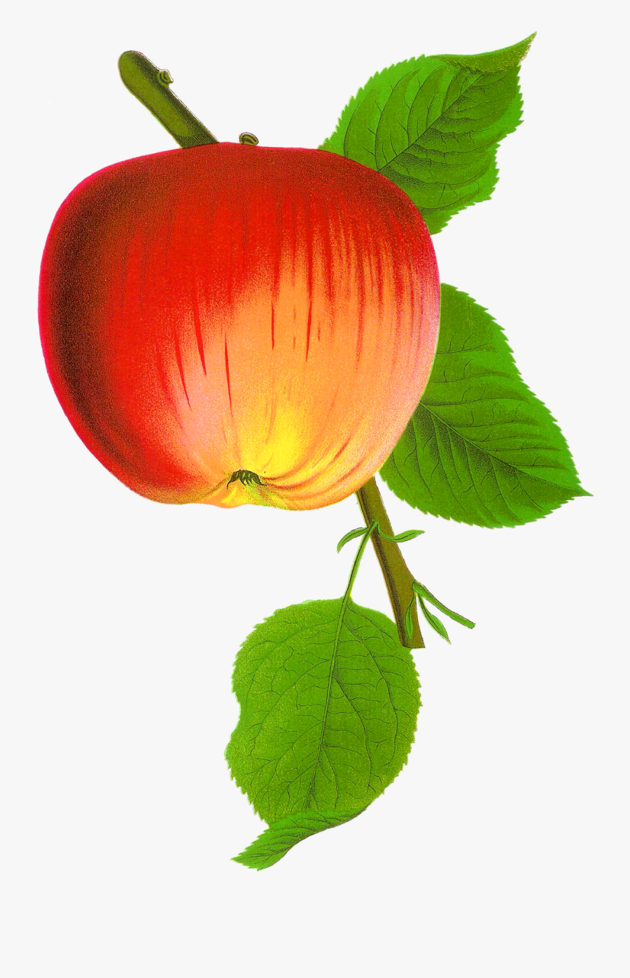 Apple Clipart Vintage Image Black And White - Tree, Transparent Clipart