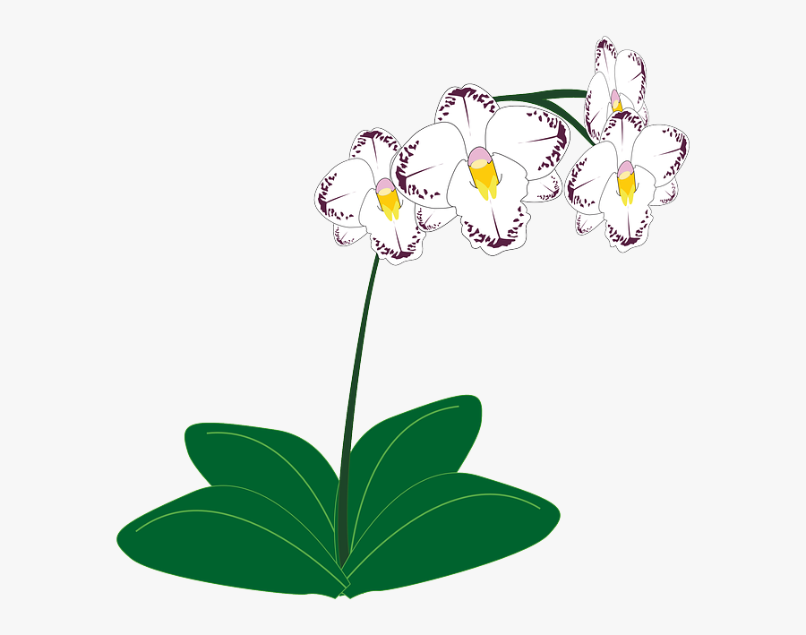 Flowers Borders Clipart Orchid - Orchids Plants Clipart, Transparent Clipart