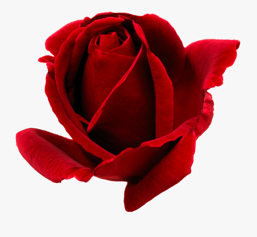 Rose Bud Png - Red Rose Bud Clip Art, Transparent Clipart