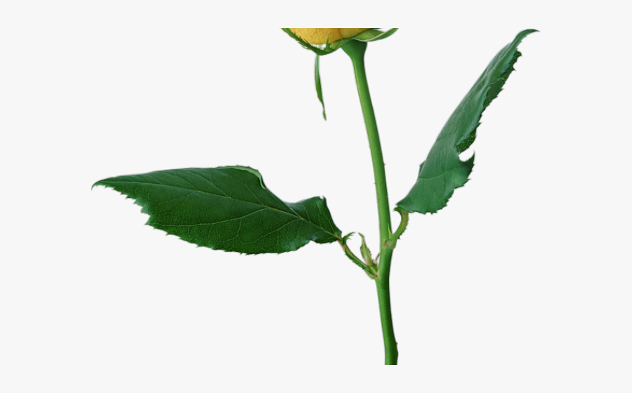 Transparent Single Rose Png - Yellow Roses Pictures Png, Transparent Clipart