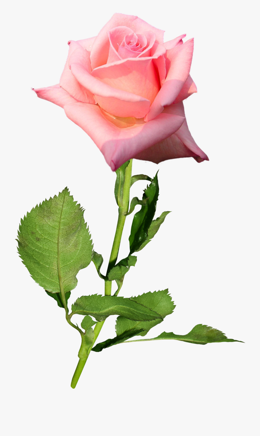 Garden Roses Flower Hybrid Tea Rose Bud - Розовая Роза Пнг, Transparent Clipart