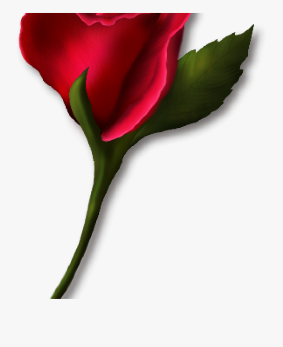 Single Rose Clipart Single Rose Clipart Png Real Clipart - รูป ดอก กุหลาบ .png, Transparent Clipart