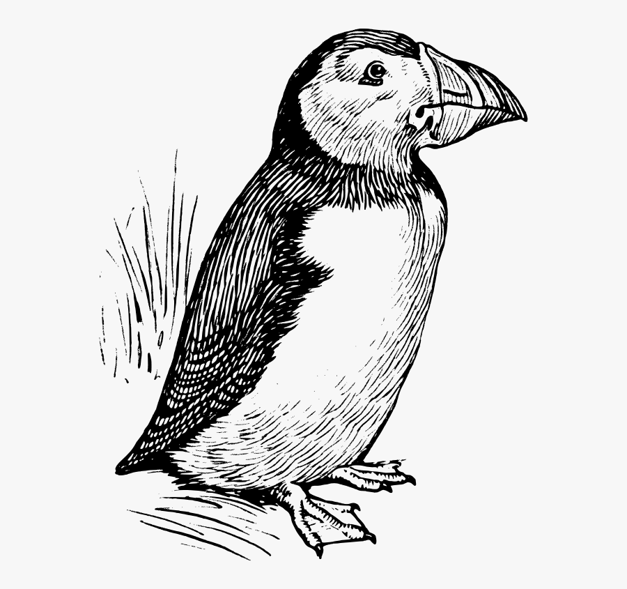 Puffin - Puffin Bird In Black And White, Transparent Clipart