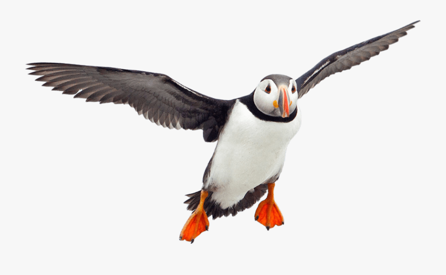 Flying Puffin - Puffin Png, Transparent Clipart