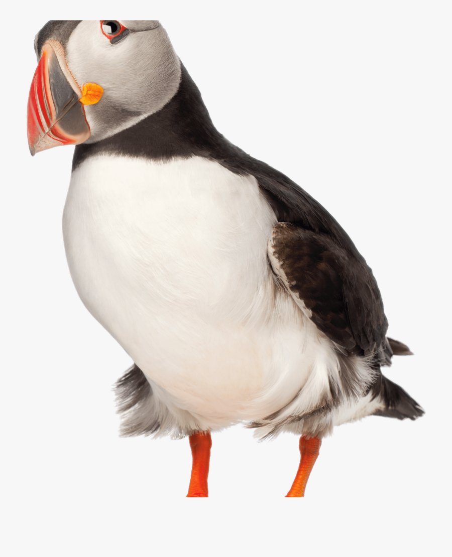 Adult Puffin - Puffin Png, Transparent Clipart