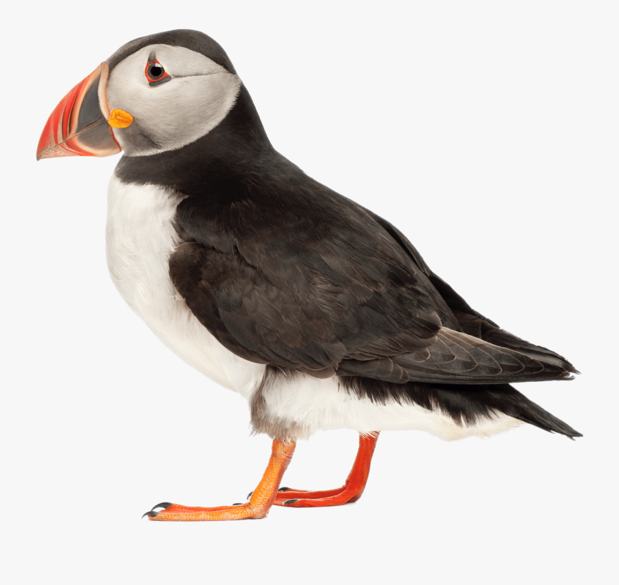 Puffin Side View - Transparent Puffin Png, Transparent Clipart