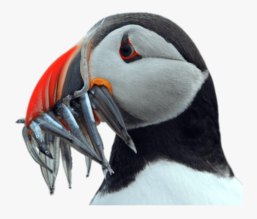 Puffin Holding Fish In His Beak - Puffin Transparent Background, Transparent Clipart