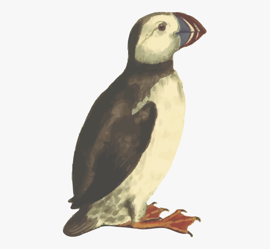 Flightless Bird,water Bird,ducks Geese And Swans - Atlantic Puffin, Transparent Clipart