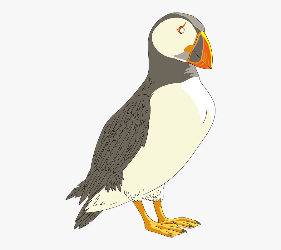Puffin - Puffin Transparent Background, Transparent Clipart