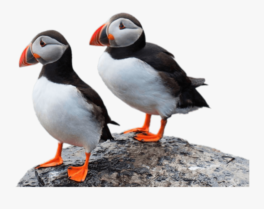 Two Puffins On A Rock - Puffins Guernsey, Transparent Clipart