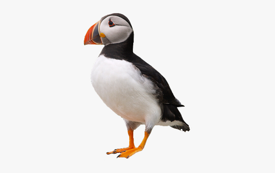 #puffin #bird #pngs #png #lovely Pngs #usewithcredit - Atlantic Puffin, Transparent Clipart