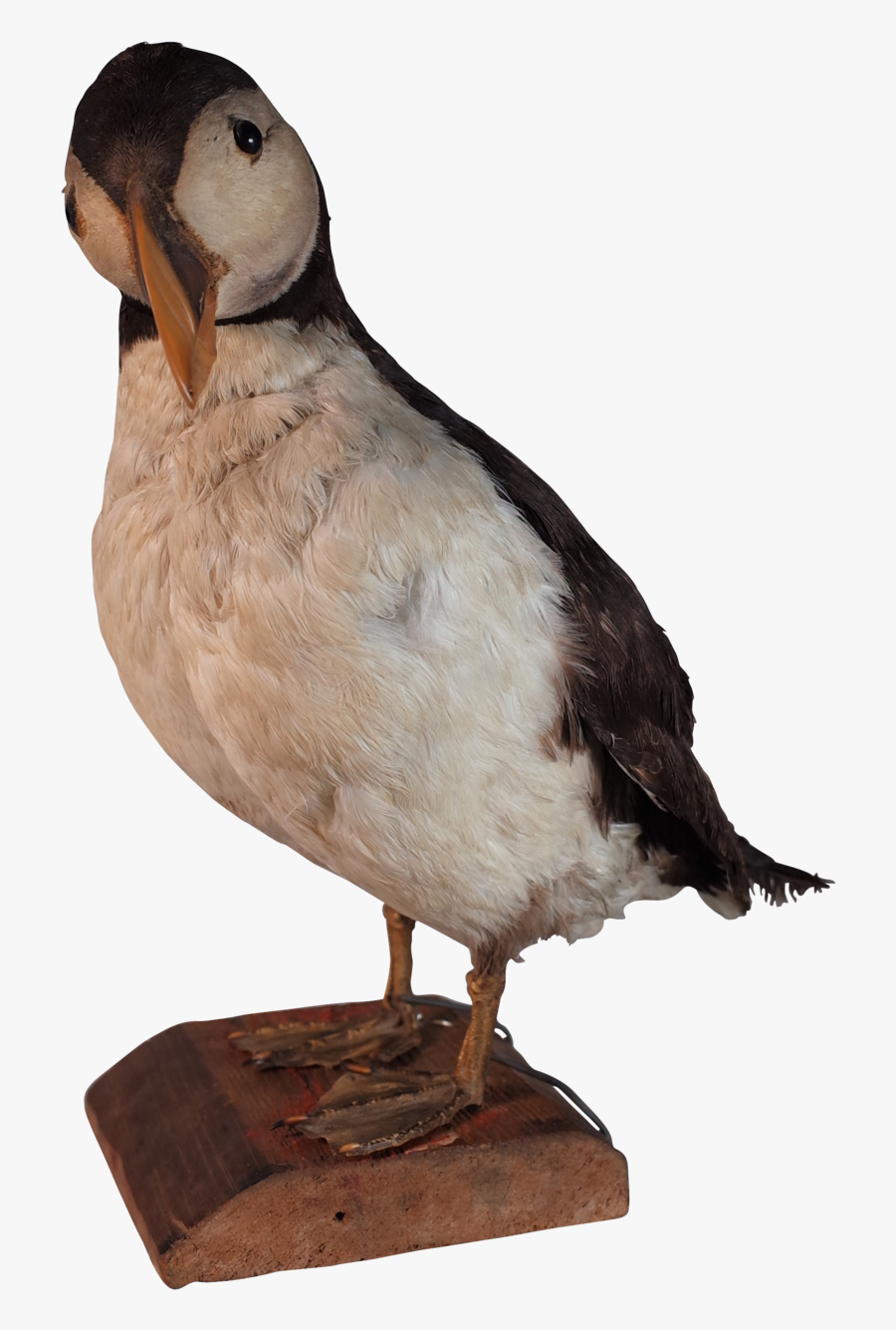 Taxidermy Puffin - Parrot - Taxidermy Bird Png, Transparent Clipart