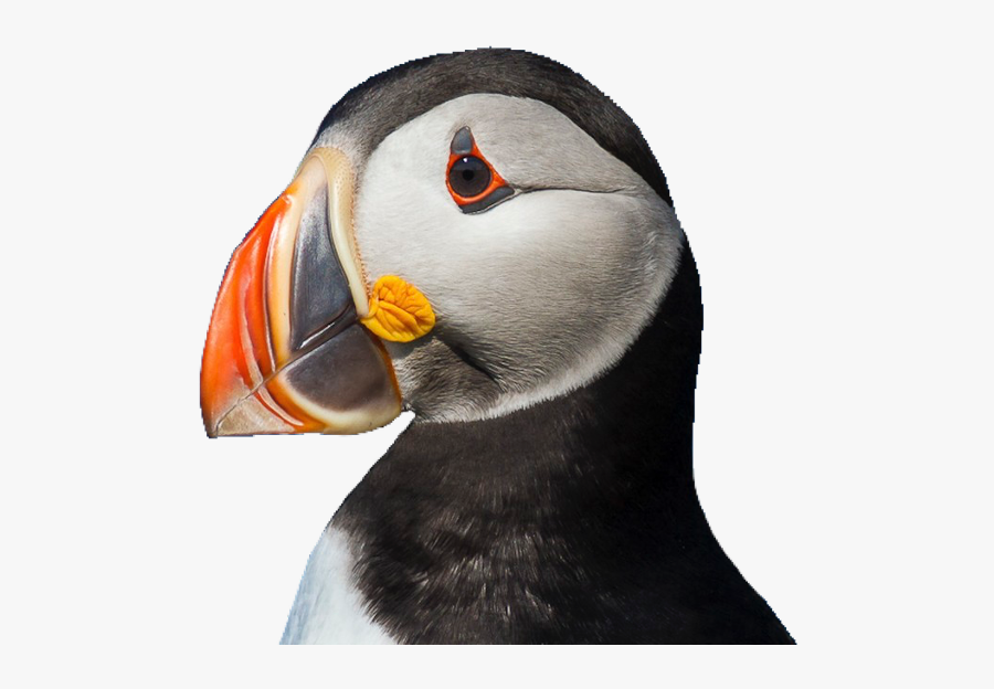 #puffin #bird #cute #pngs #png #lovely Pngs #usewithcredit - Atlantic Puffin, Transparent Clipart