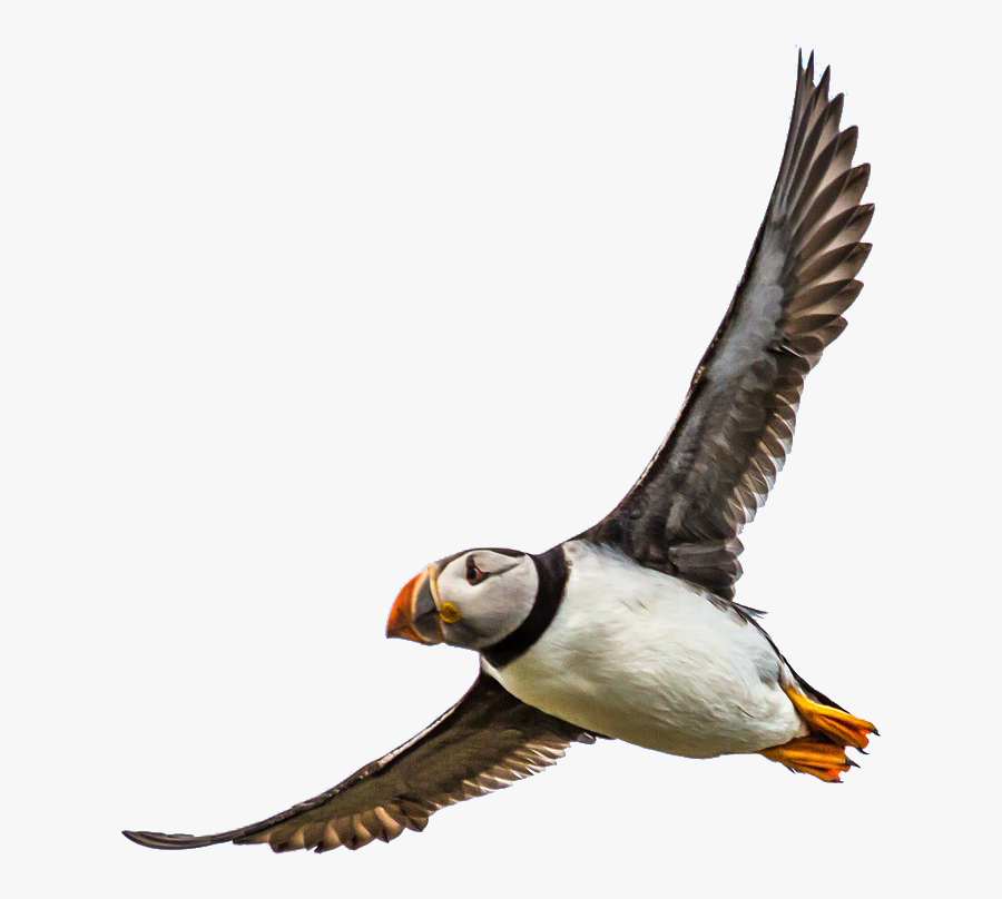 Transparent Puffin Png - Atlantic Puffin, Transparent Clipart