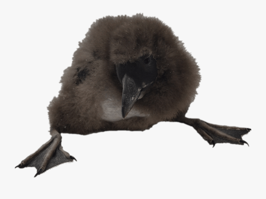 Puffin Chick - Water Bird, Transparent Clipart
